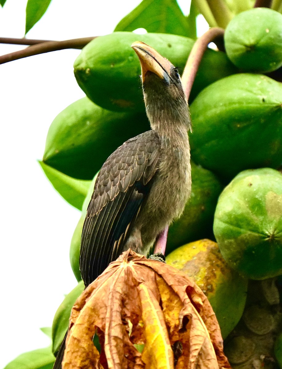 Malabar Gray Hornbill - ML644260469