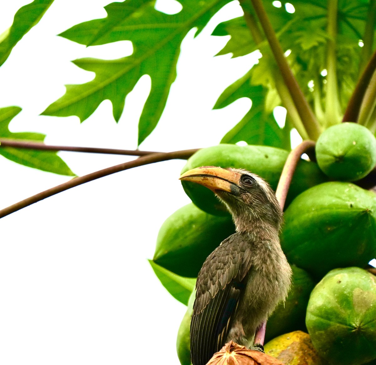 Malabar Gray Hornbill - ML644260470