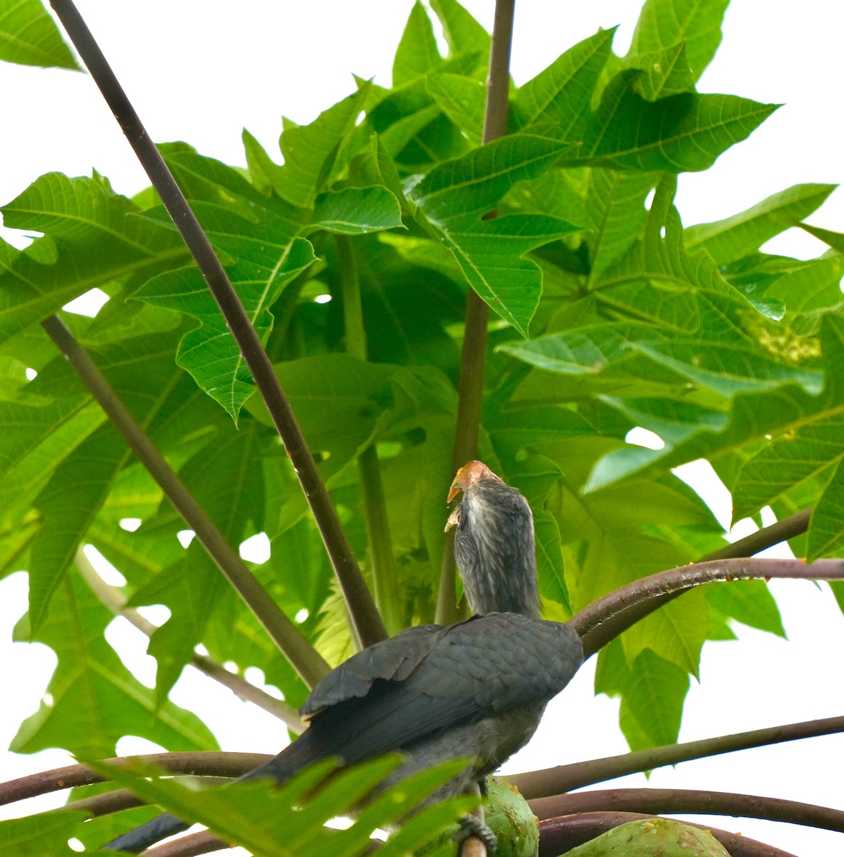 Malabar Gray Hornbill - ML644260471