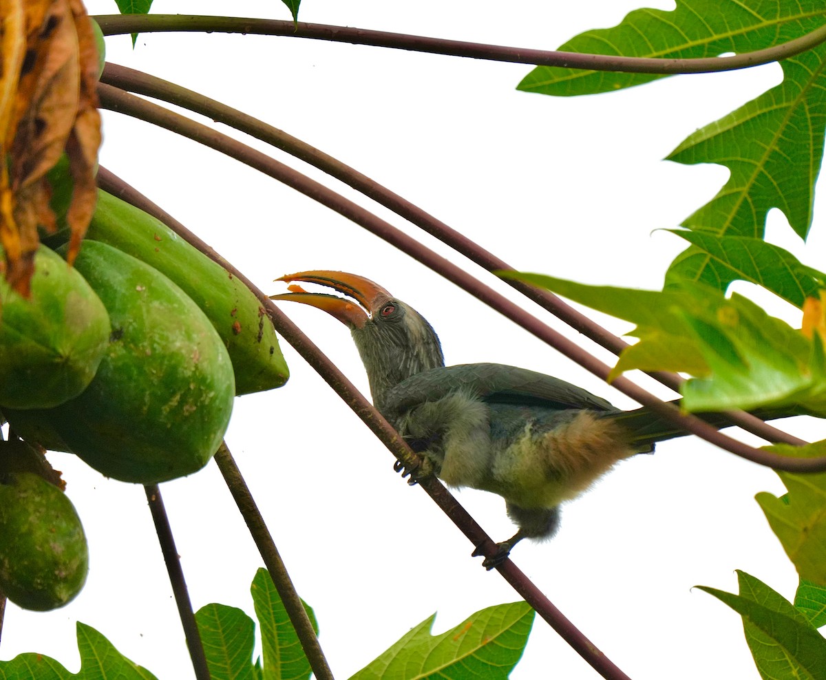 Malabar Gray Hornbill - ML644260472