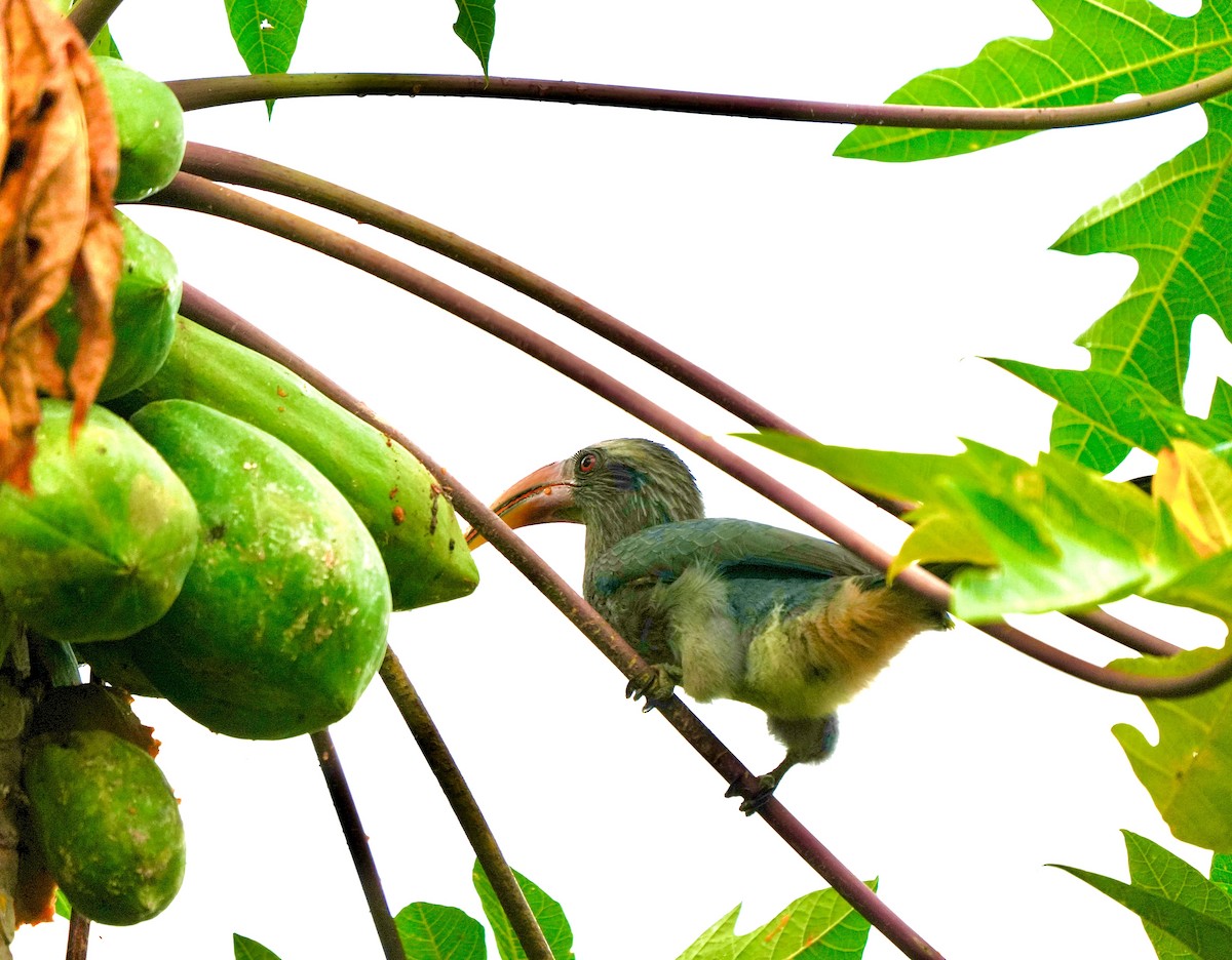 Malabar Gray Hornbill - ML644260473