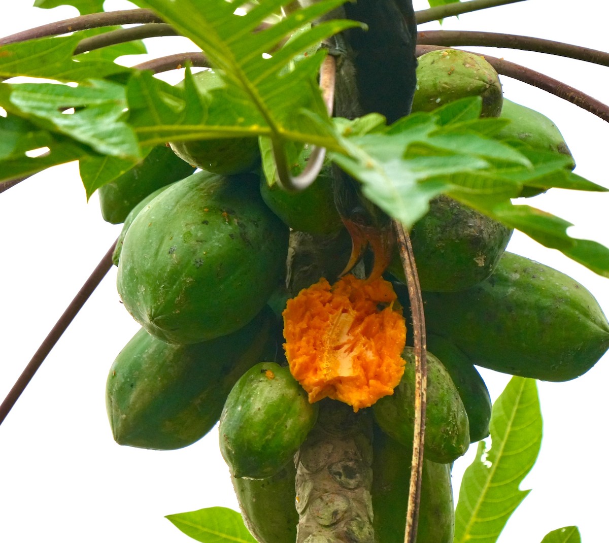 Malabar Gray Hornbill - ML644260476