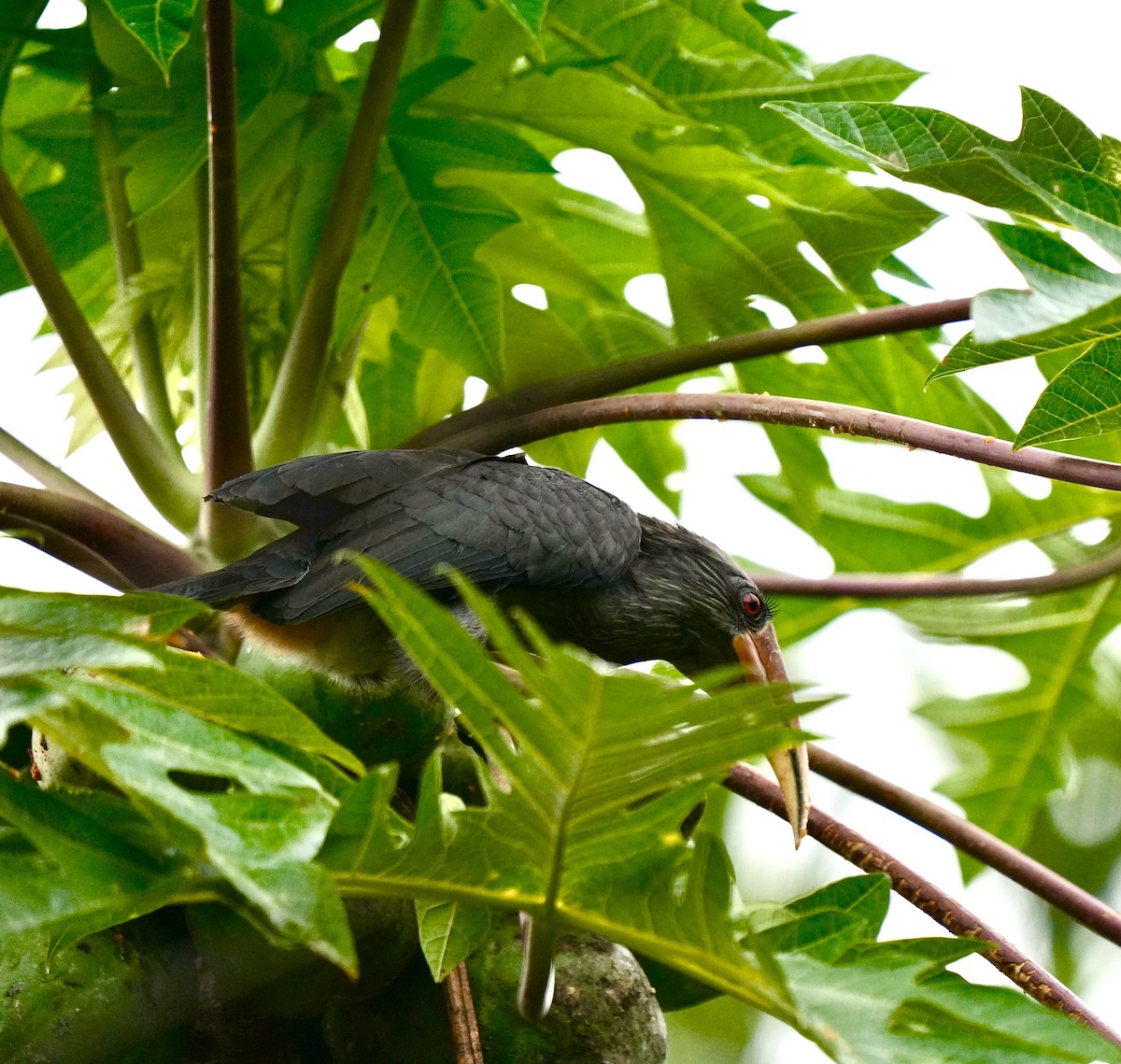 Malabar Gray Hornbill - ML644260477