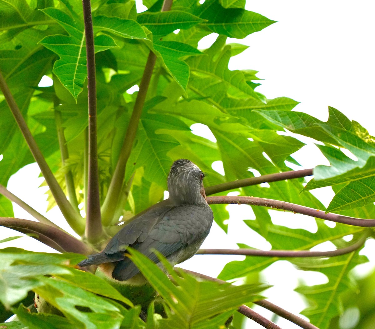 Malabar Gray Hornbill - ML644260478