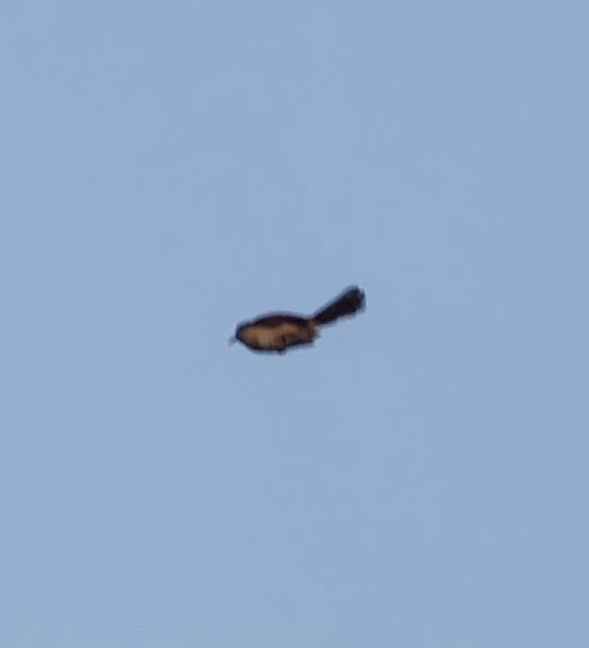 Prinia Cenicienta - ML644260481