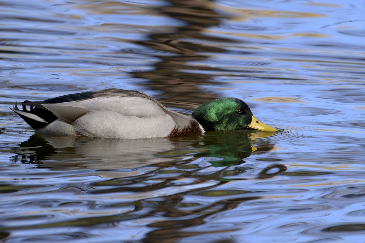 Stockente - ML644260483