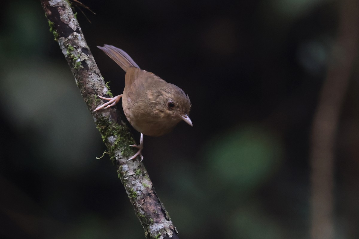 Buff-breasted Babbler - ML644260534