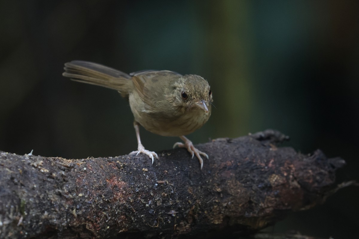Buff-breasted Babbler - ML644260535