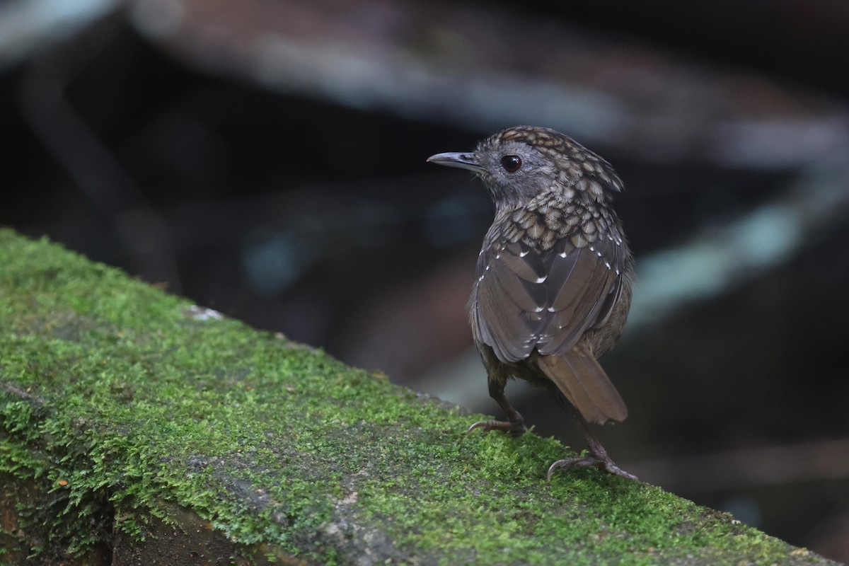 strekstrupemarktimal - ML644260537