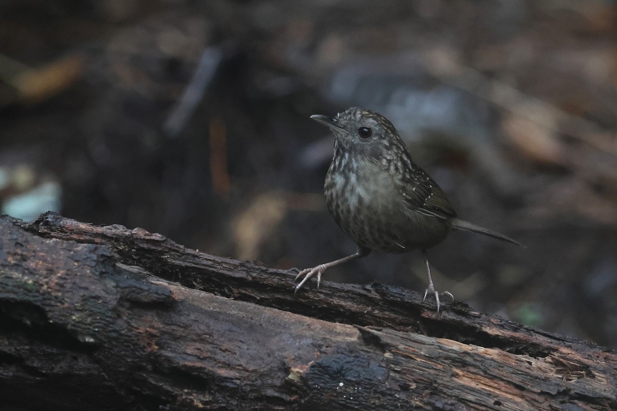 strekstrupemarktimal - ML644260538