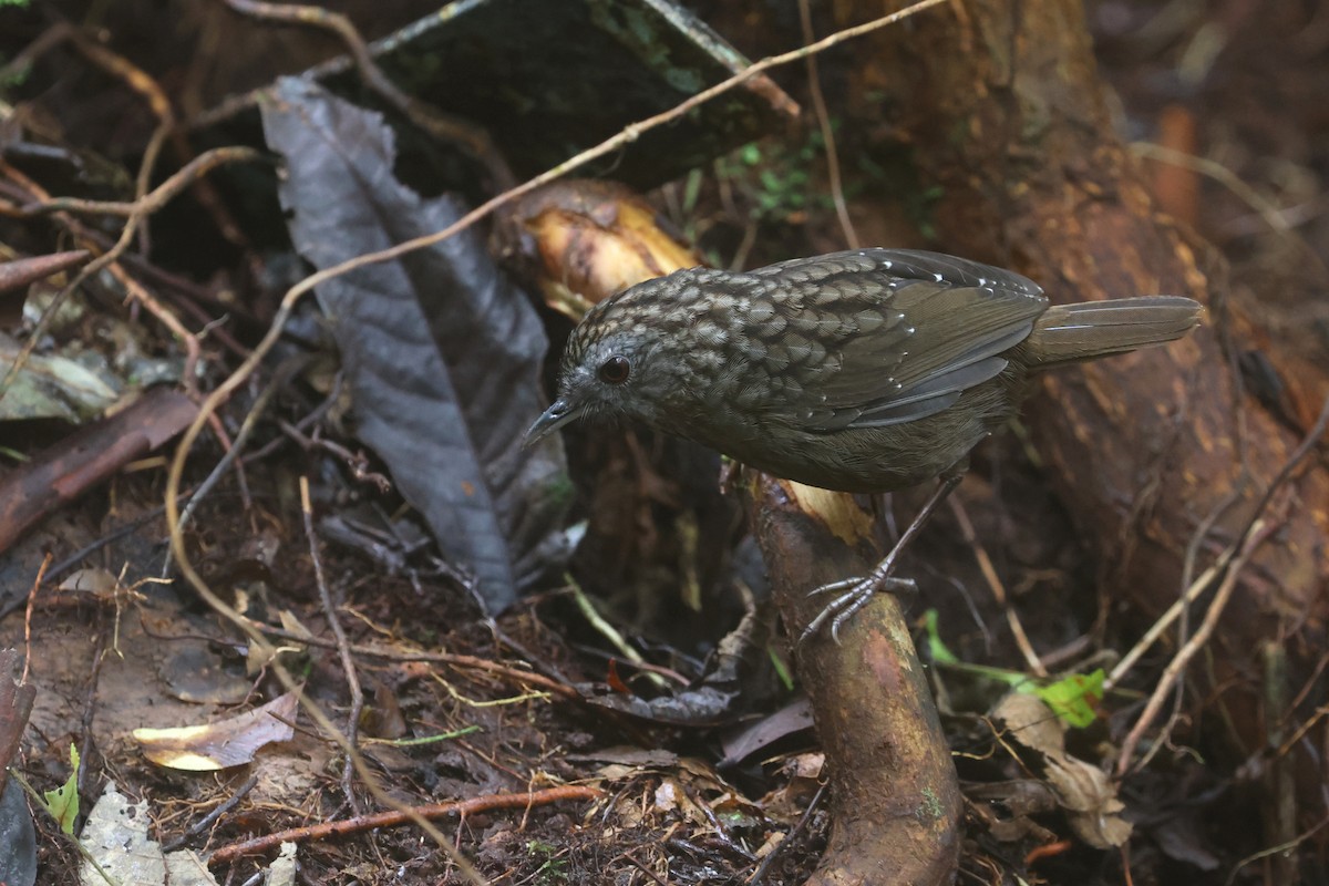 strekstrupemarktimal - ML644260539