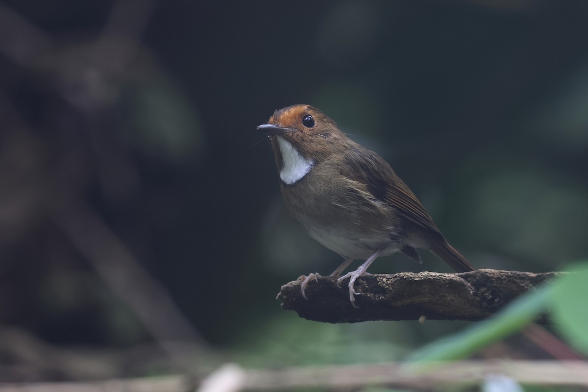 Rufous-browed Flycatcher - ML644260543