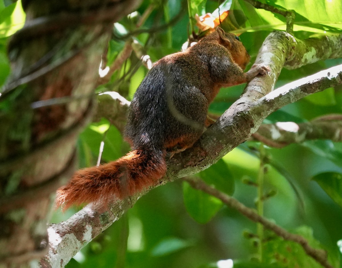 Животные - ML644260553