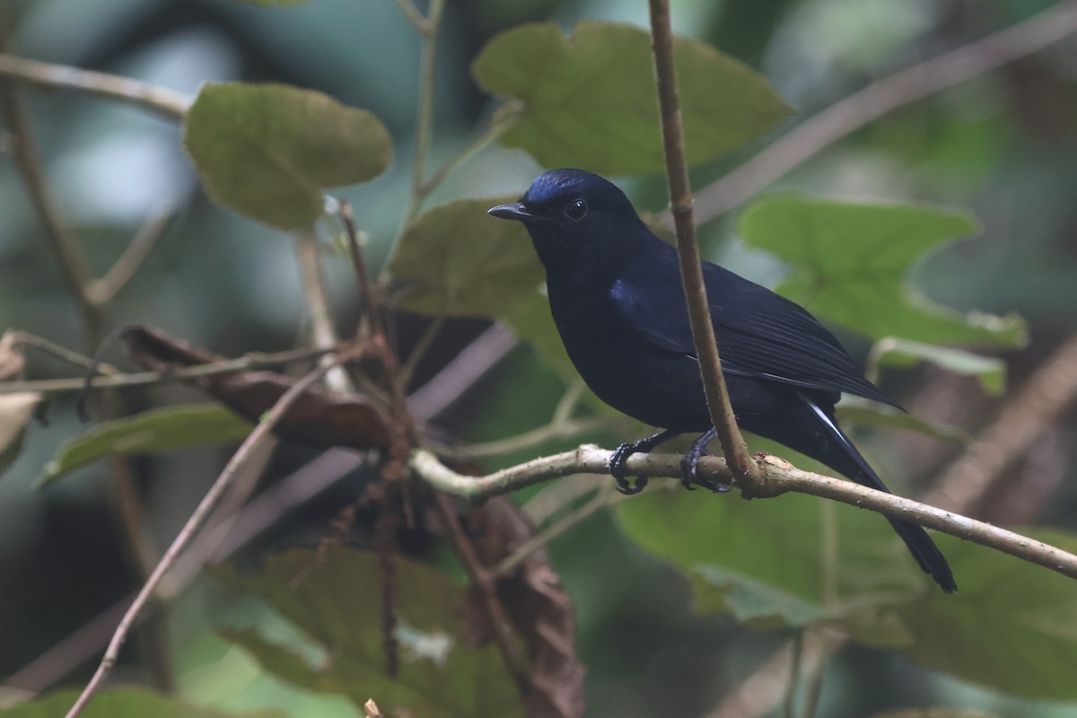 White-tailed Robin - ML644260560