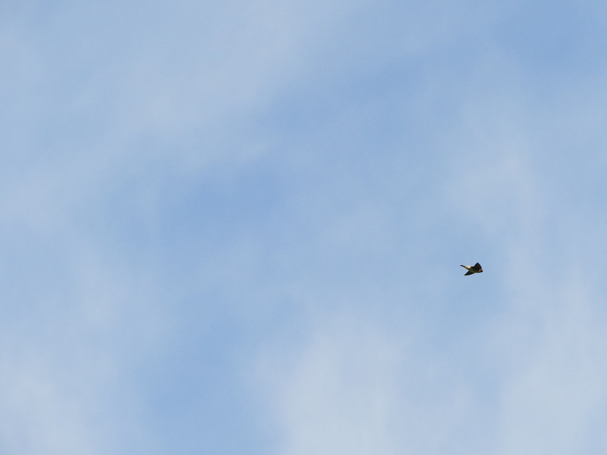 Golondrina Risquera - ML644260561