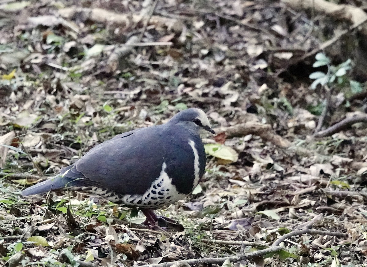 Вонга - ML644260563