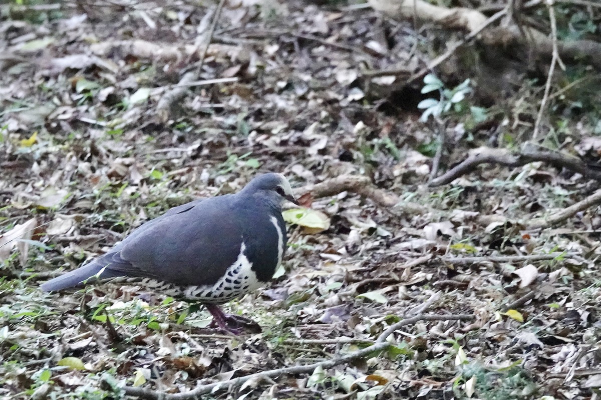 Вонга - ML644260564