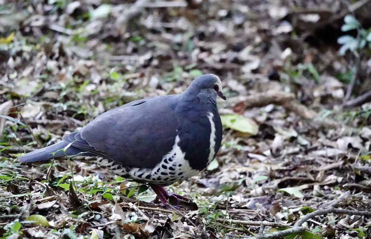 Вонга - ML644260565