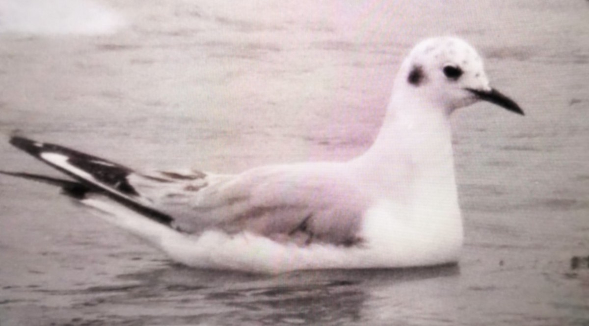 Bonaparte's Gull - ML644260572