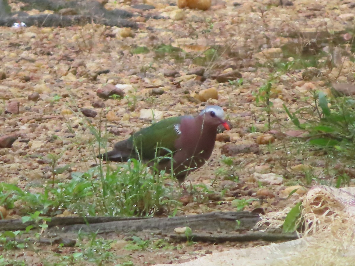 Asian Emerald Dove - ML644260588