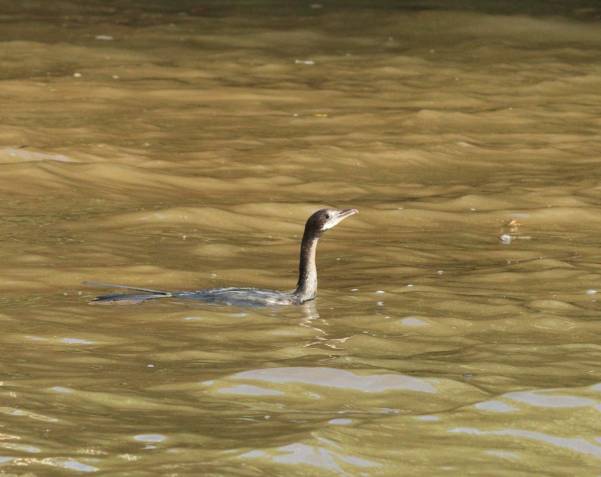 アジアコビトウ - ML644260590