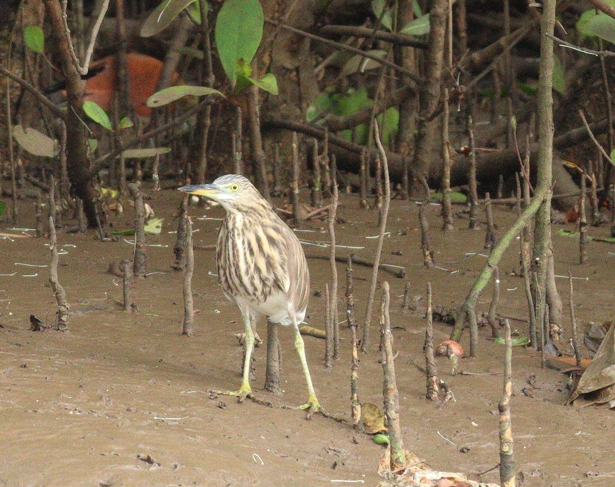 Indian Pond-Heron - ML644260595