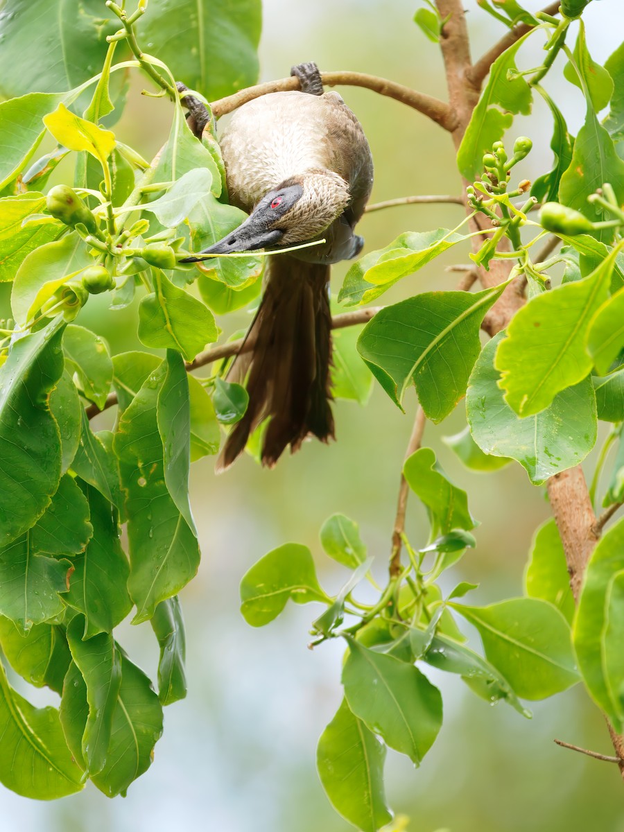 hjelmmunkefugl - ML644260601