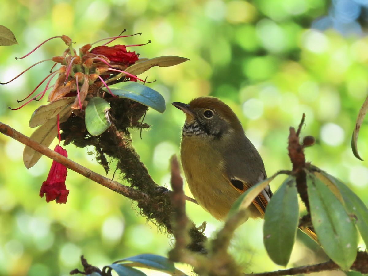 Chestnut-tailed Minla - ML644260602