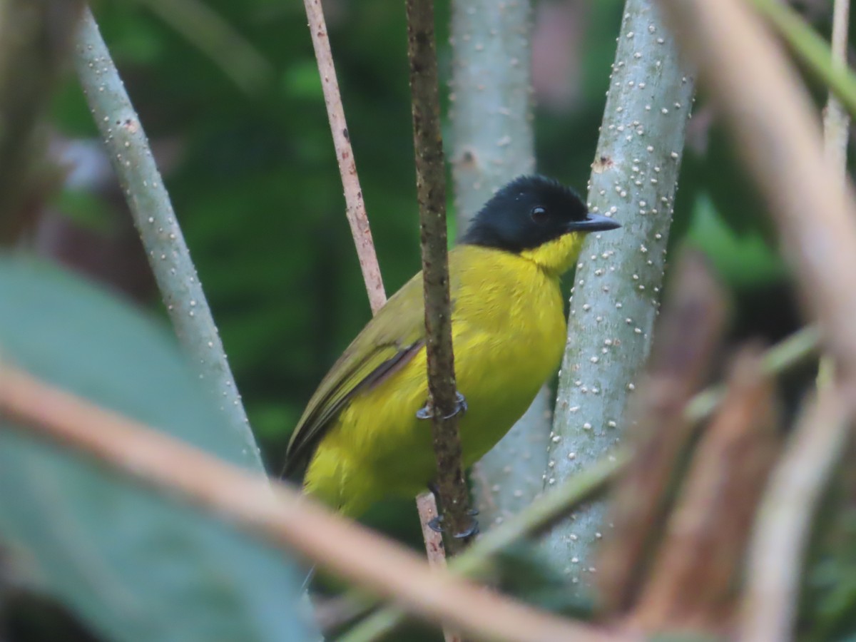 Black-capped Bulbul - ML644260605
