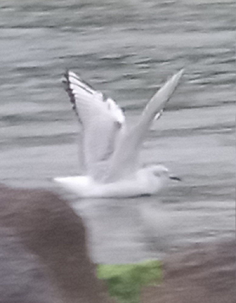 Bonaparte's Gull - ML644260609