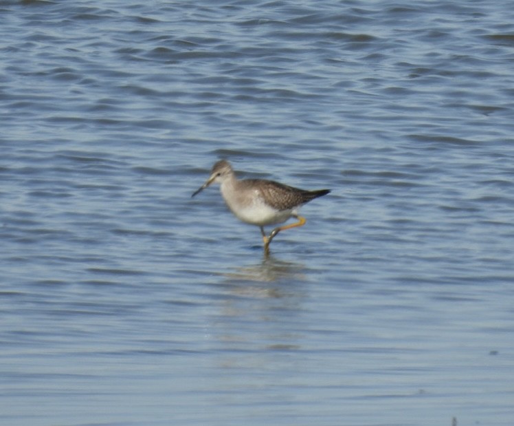 Lesser Yellowlegs - ML644260612