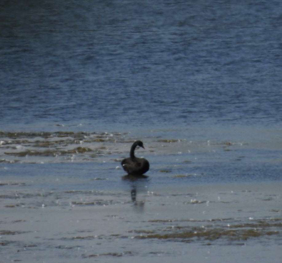 Black Swan - ML644260620