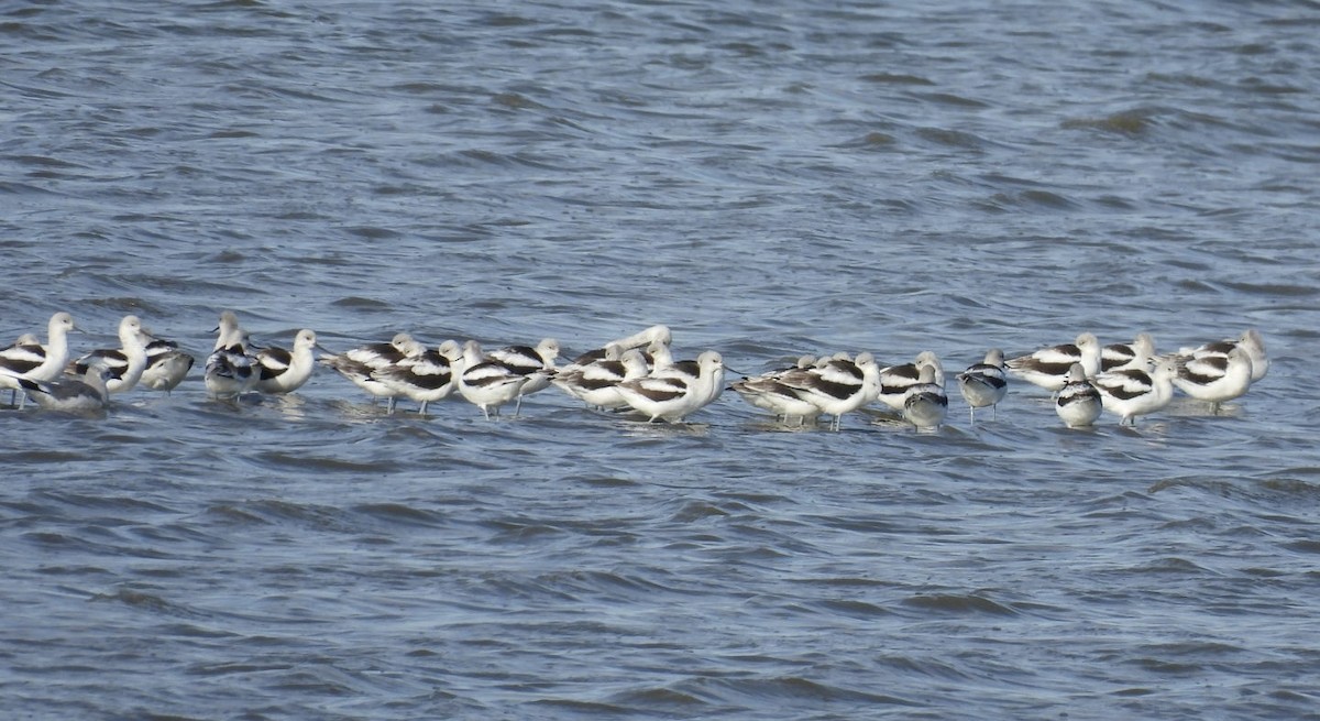 American Avocet - ML644260636