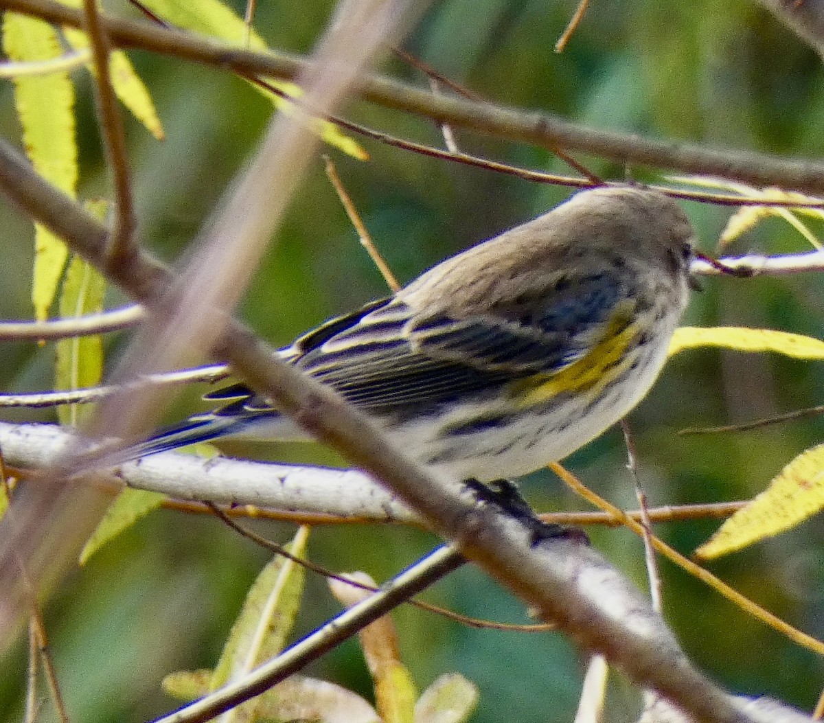 Yellow-rumped Warbler - ML644260640