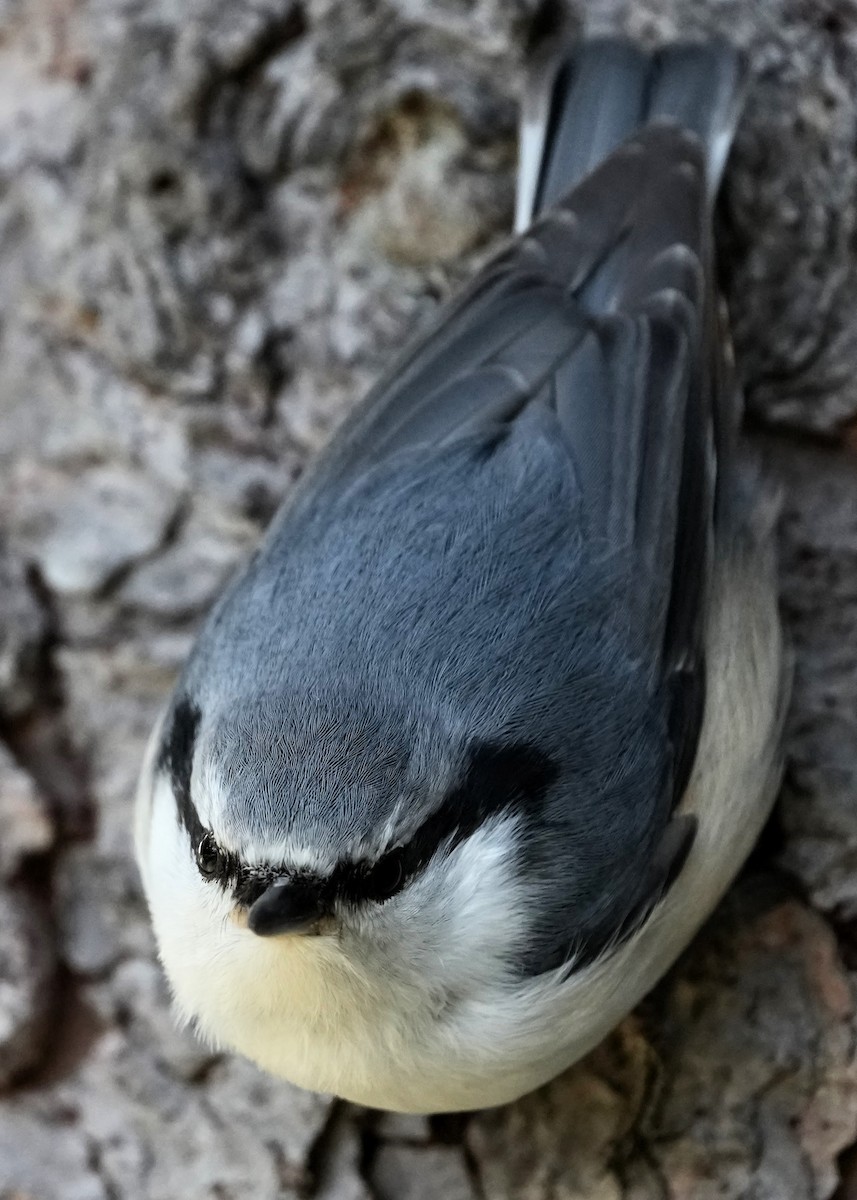 Eurasian Nuthatch (White-bellied) - ML644260642