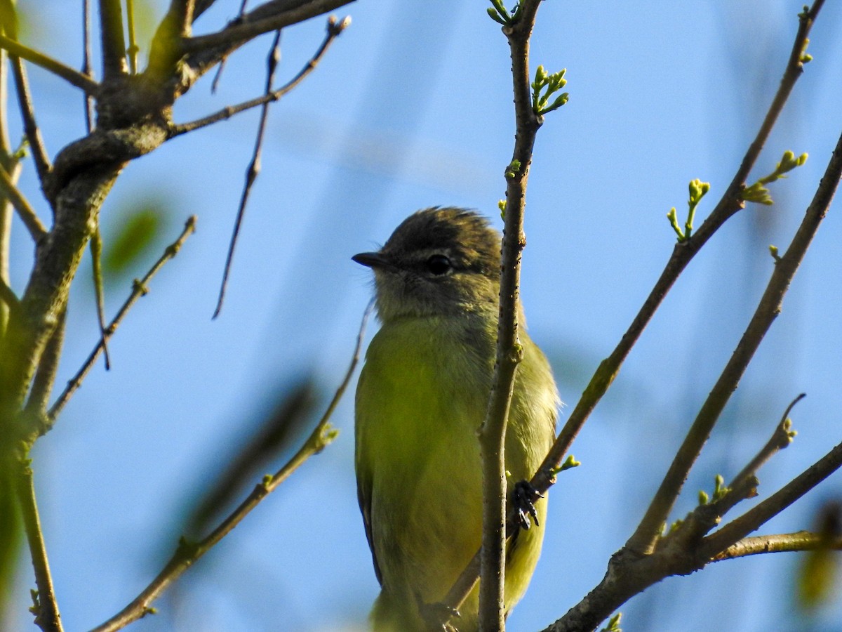 Small-headed Elaenia - ML644260648