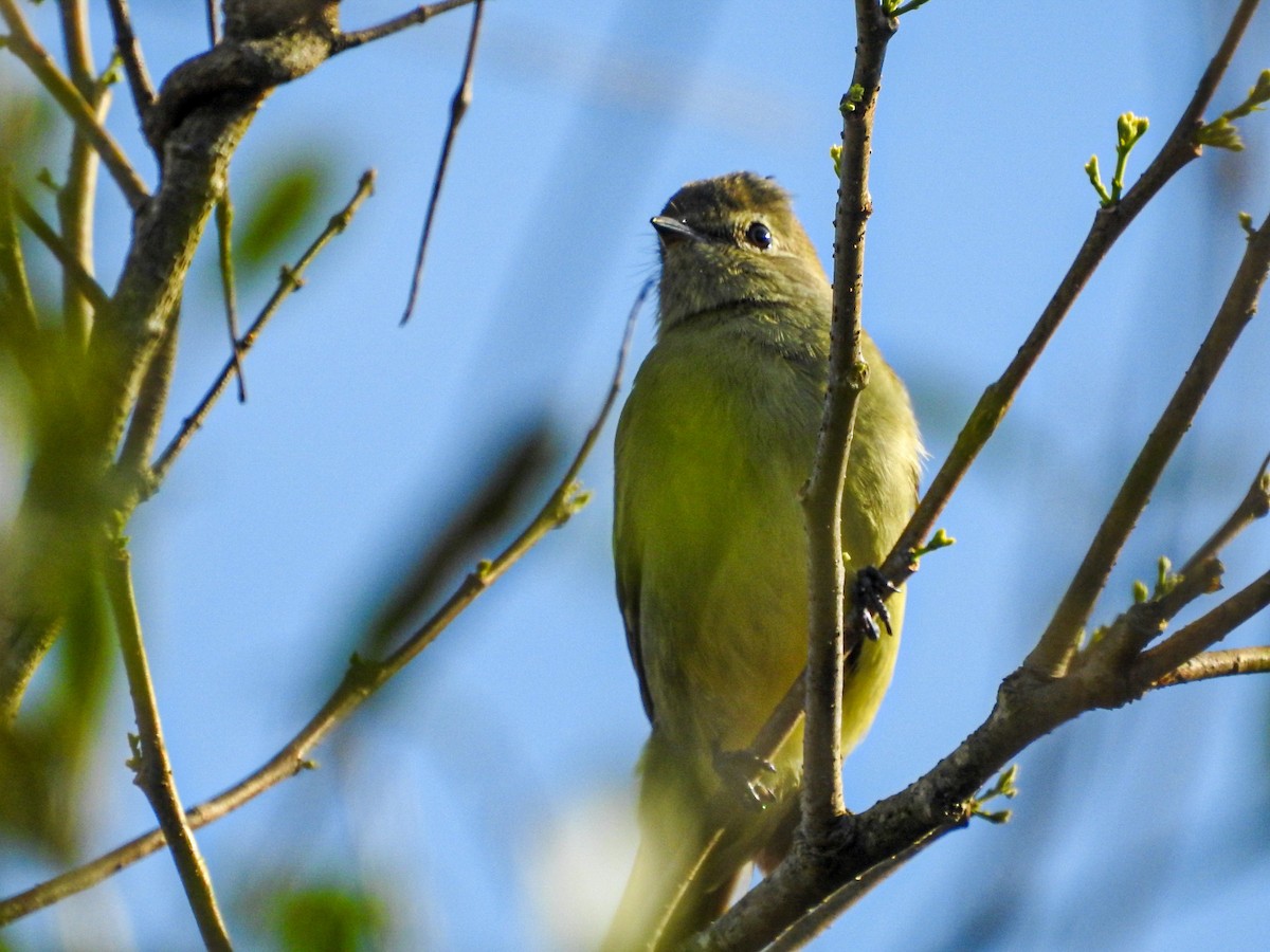 Small-headed Elaenia - ML644260649