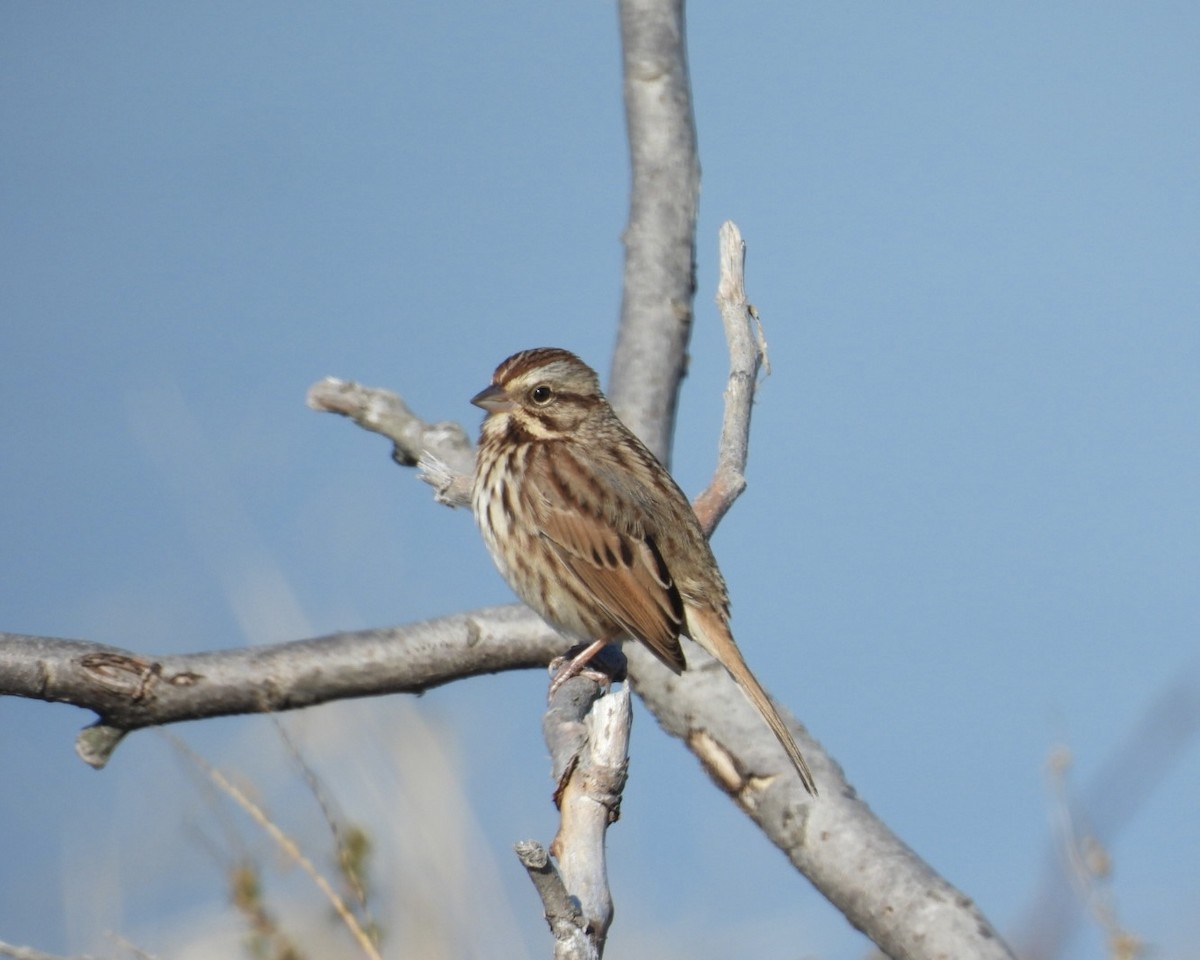 Song Sparrow (melodia/atlantica) - ML644260650
