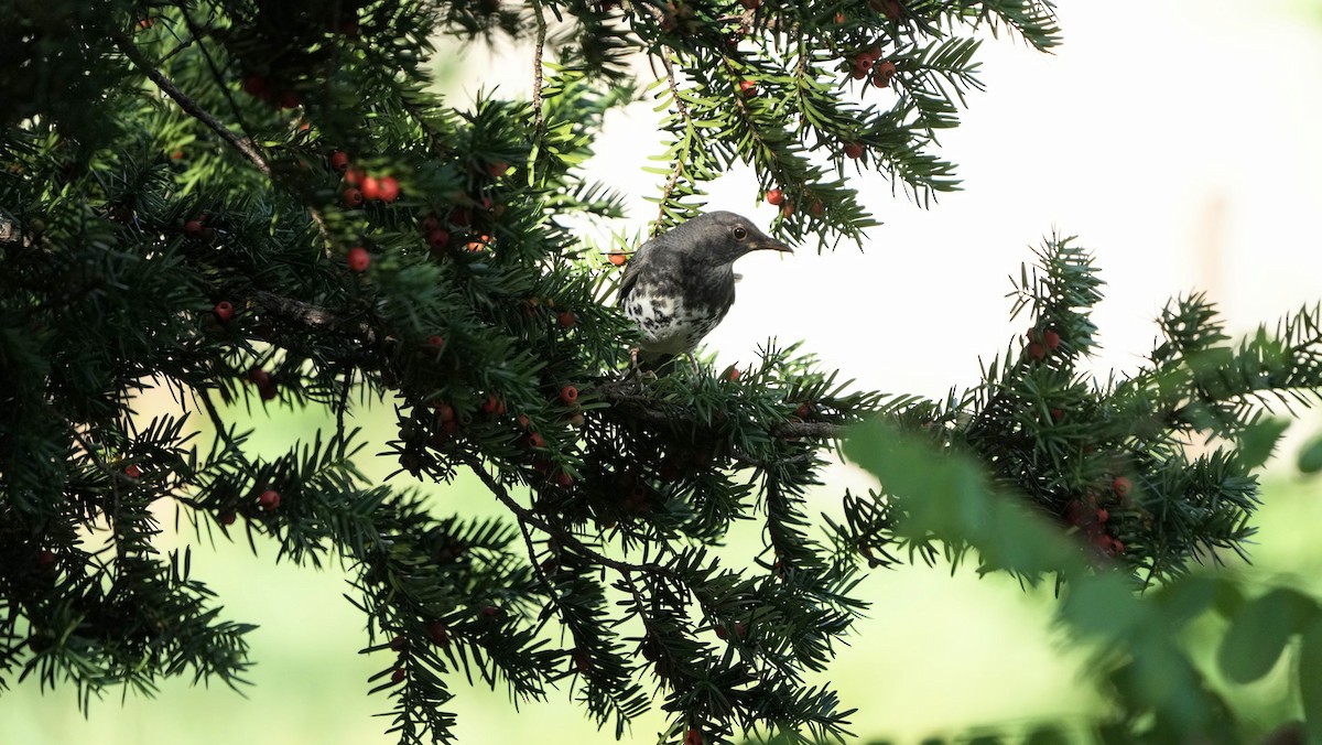 Japanese Thrush - ML644260651
