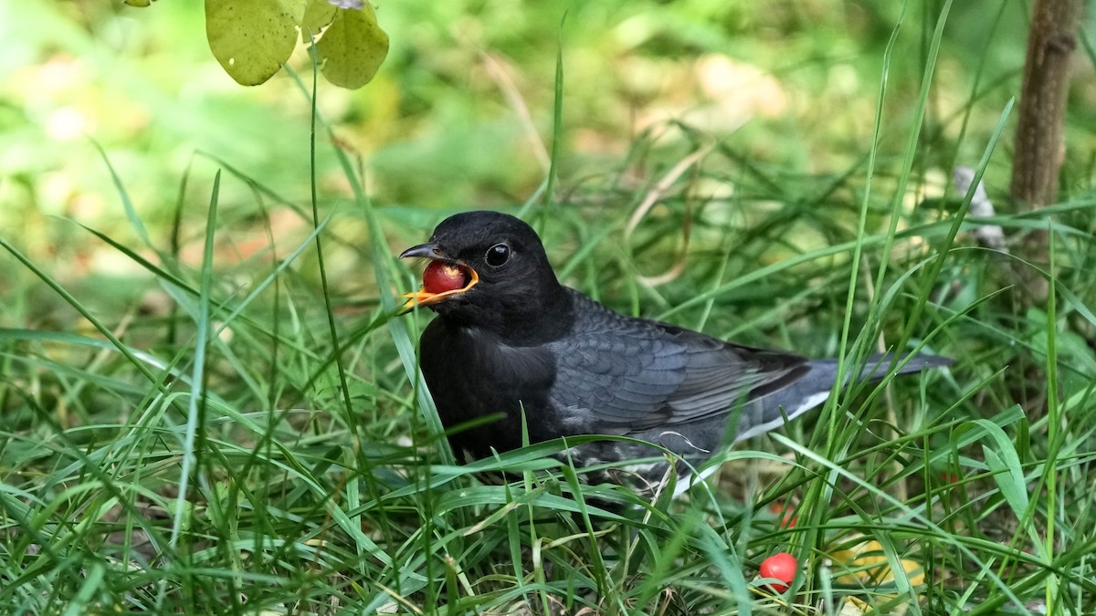 Japanese Thrush - ML644260652