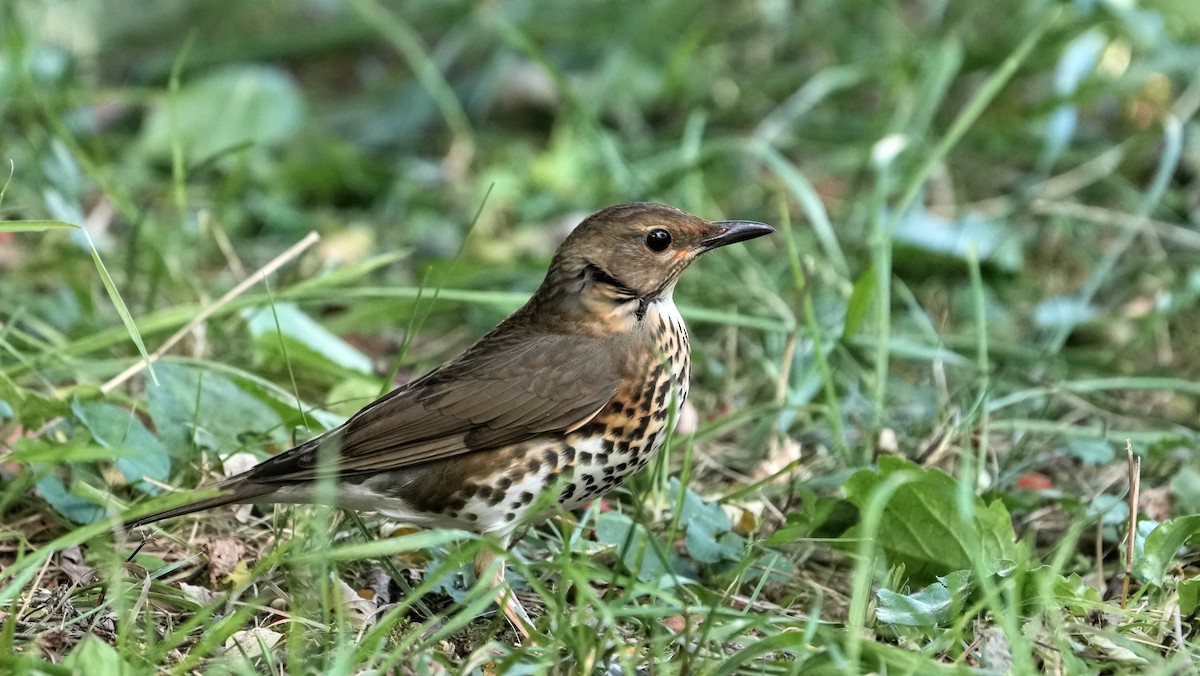 Japanese Thrush - ML644260653