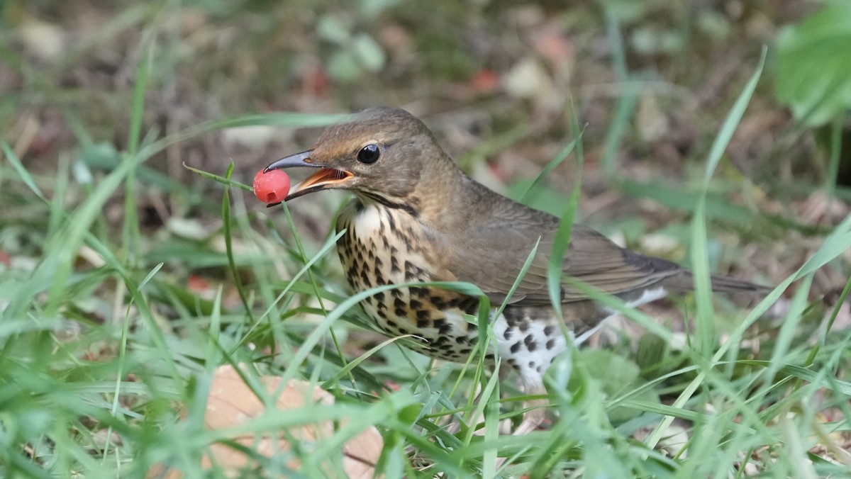 Japanese Thrush - ML644260654