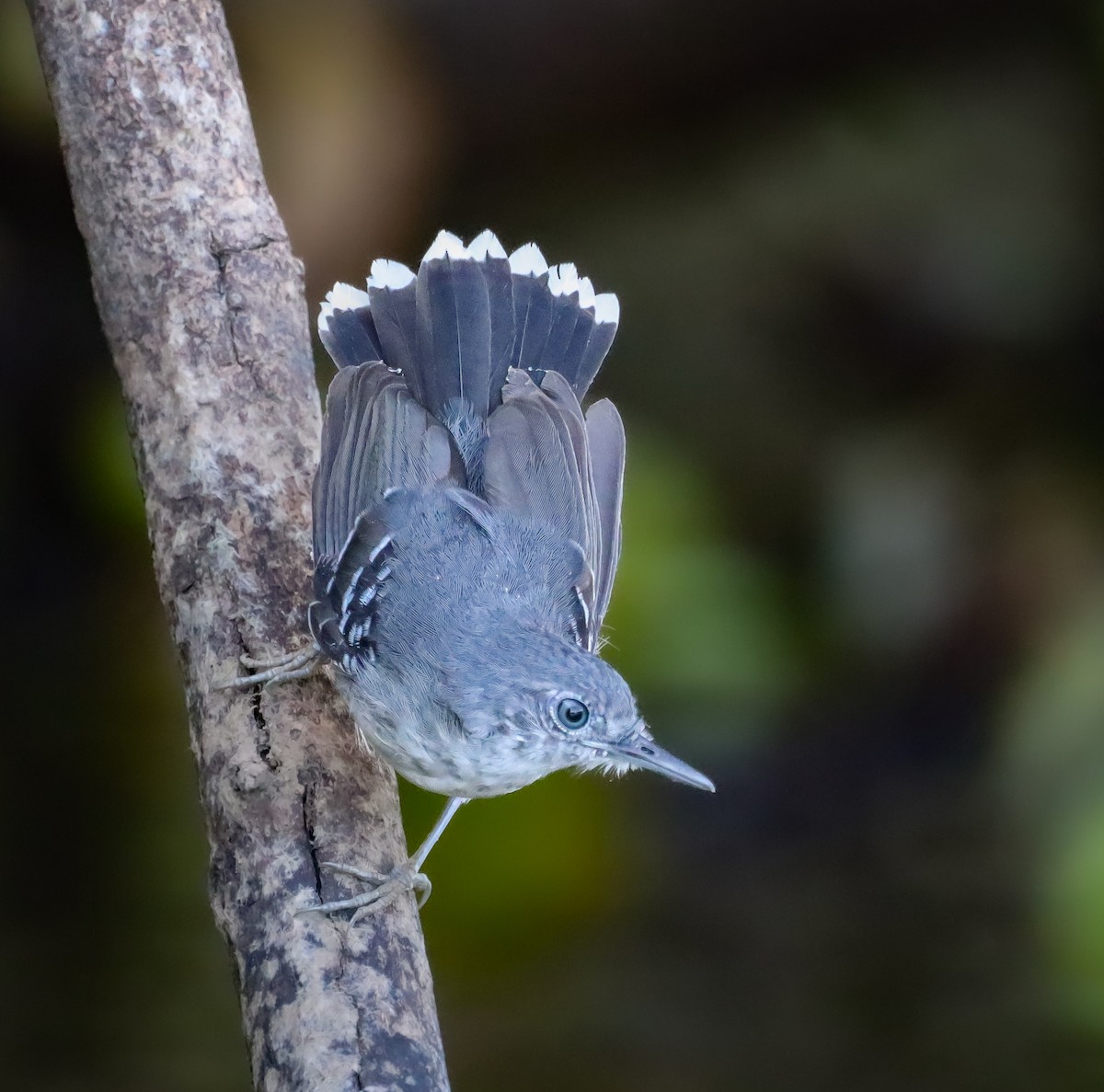 Band-tailed Antbird - ML644260655