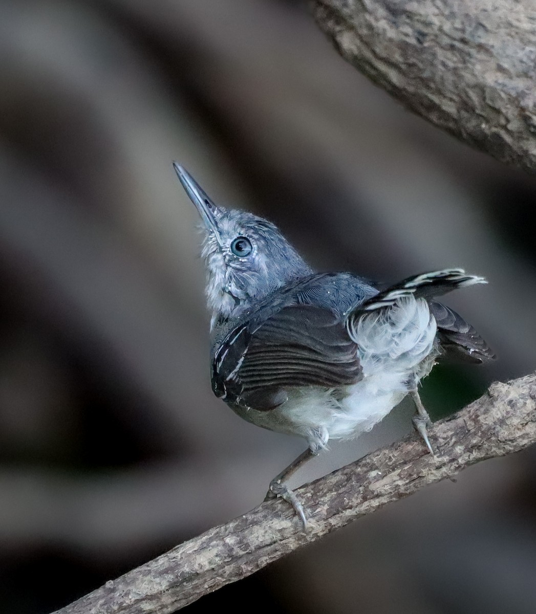 Band-tailed Antbird - ML644260656