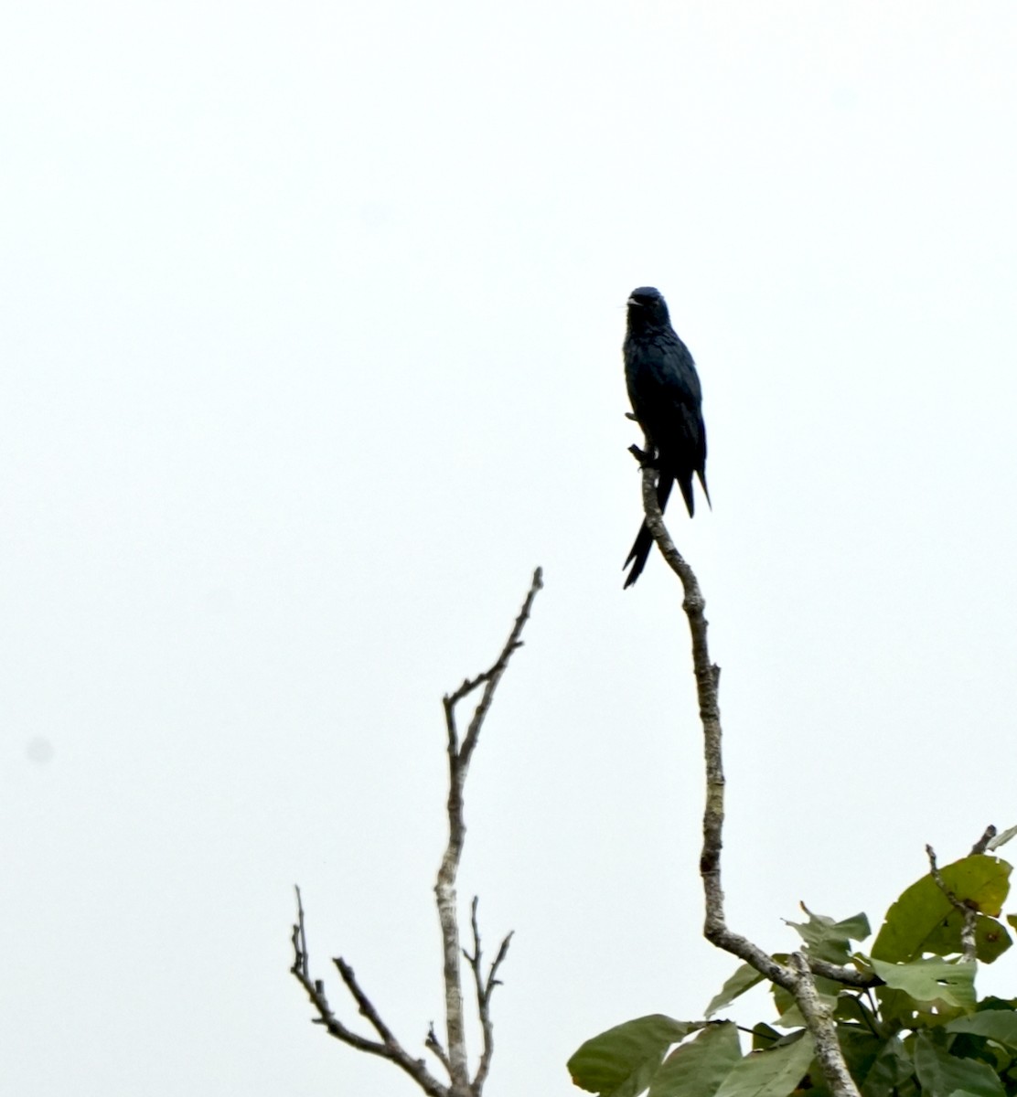 Bronzed Drongo - ML644260657
