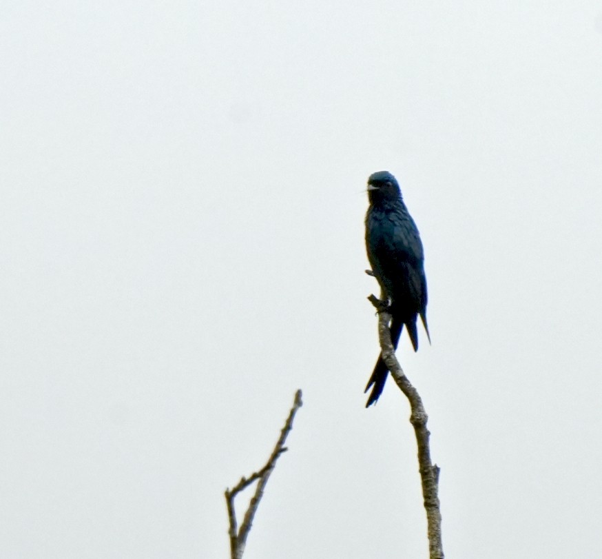 Bronzed Drongo - ML644260658