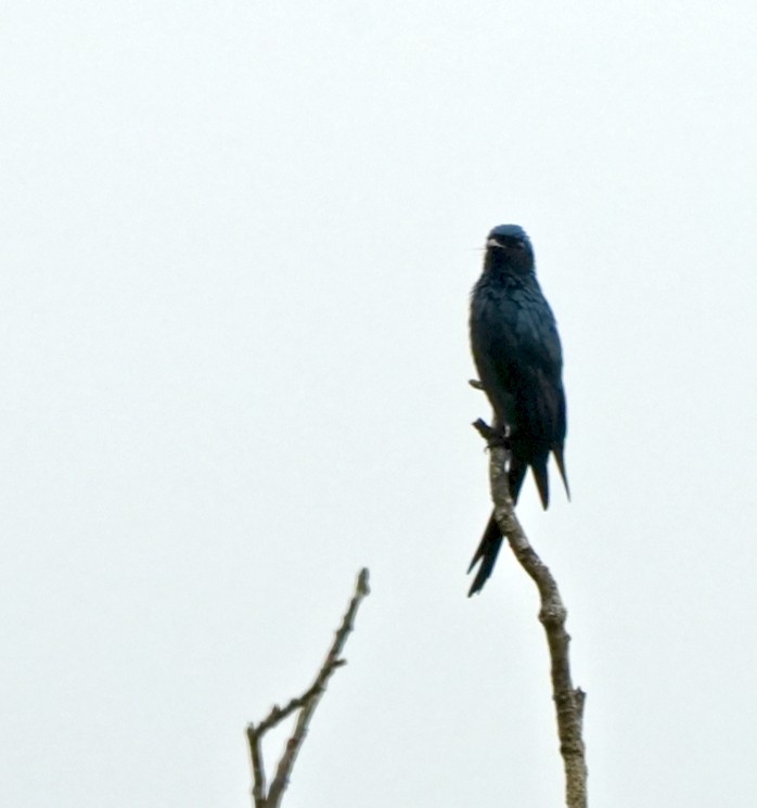 Bronzed Drongo - ML644260659