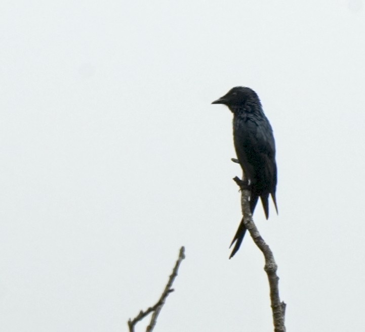 Bronzed Drongo - ML644260660