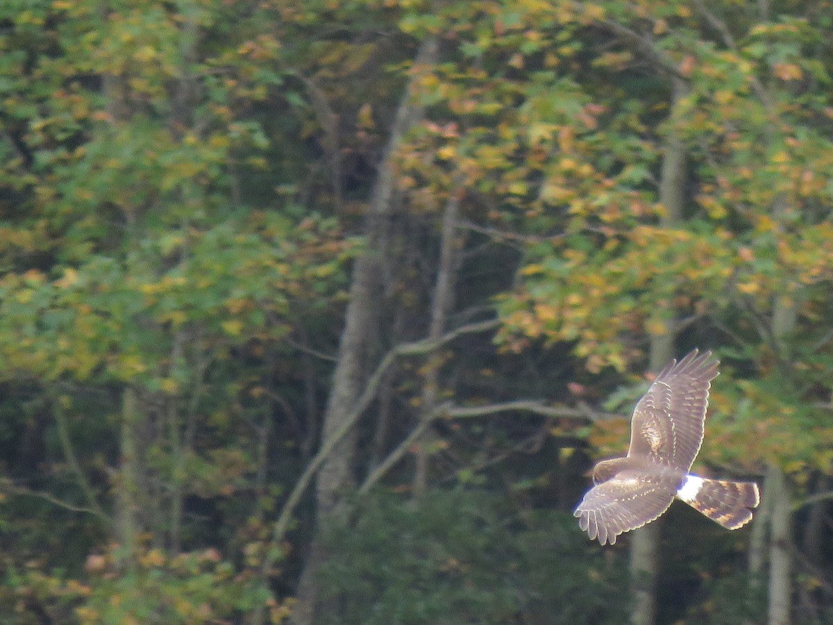 Northern Harrier - ML644260661
