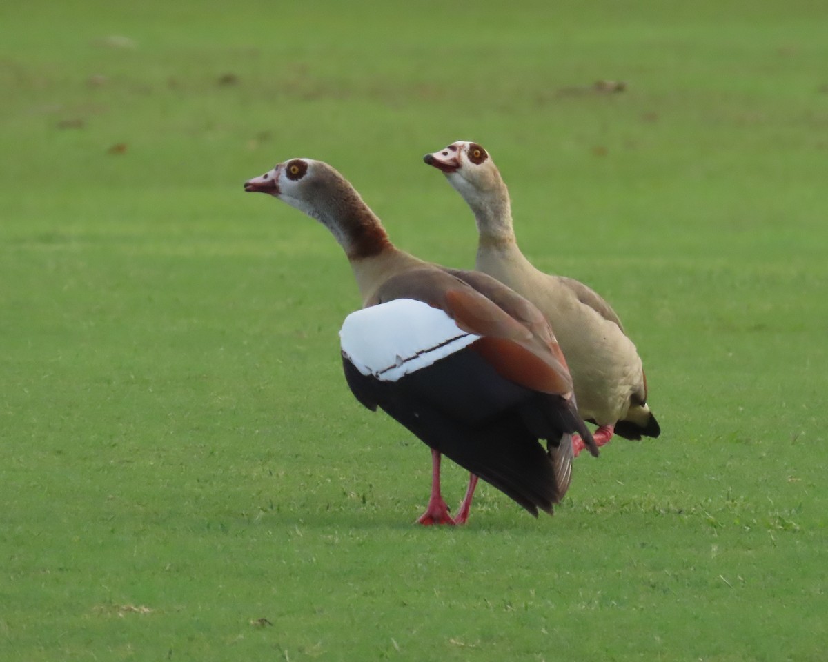 Egyptian Goose - ML644260668